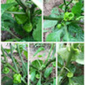 Meet your Posher, Henroy